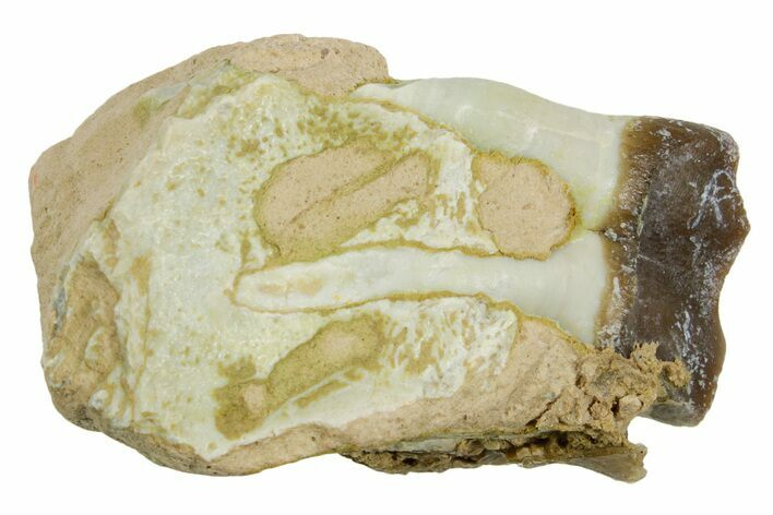 Fossil Running Rhino (Hyracodon) Jaw Section - South Dakota #281703